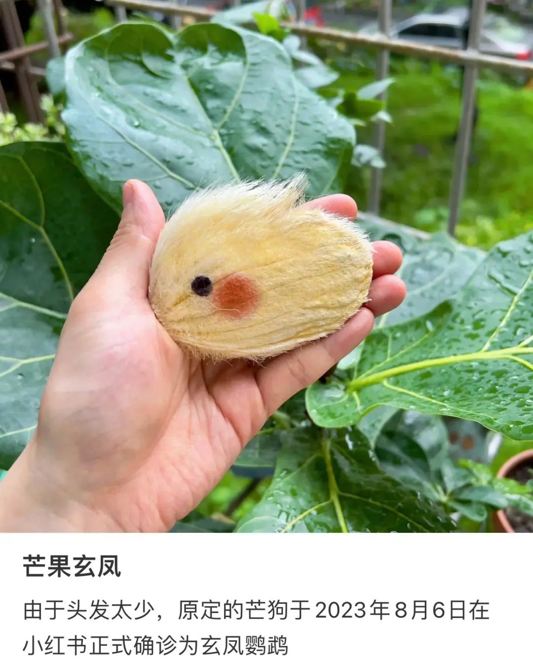 爆火！厦门流行养“芒狗”！网友：很怀疑他们的精神状态