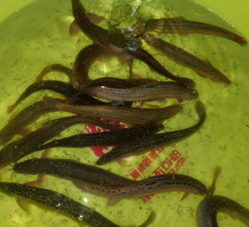 正在消失的六种河鲜,即将消失的10种河鲜