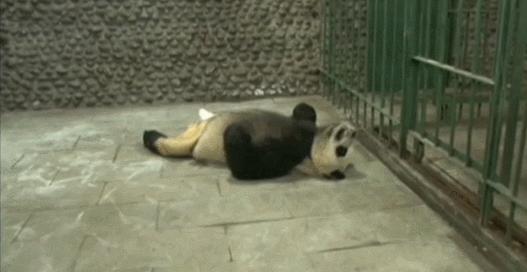 盘点网红大熊猫搞笑场面,大熊猫一摔成名