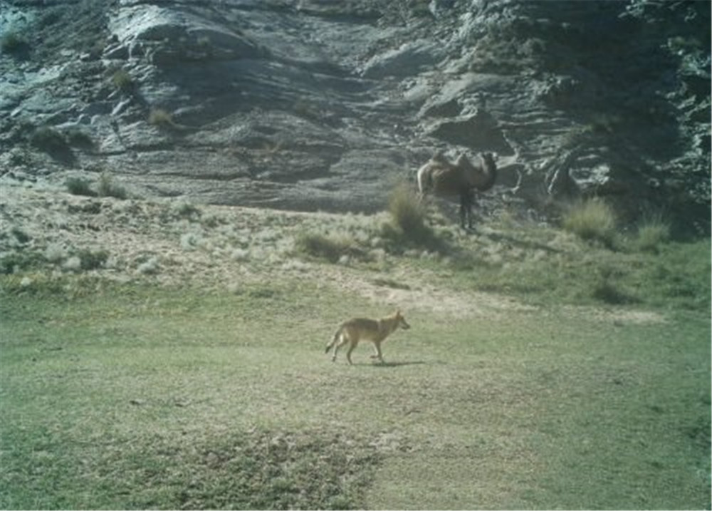 狼群围攻藏野驴400公斤,戈壁滩发现野生骆驼