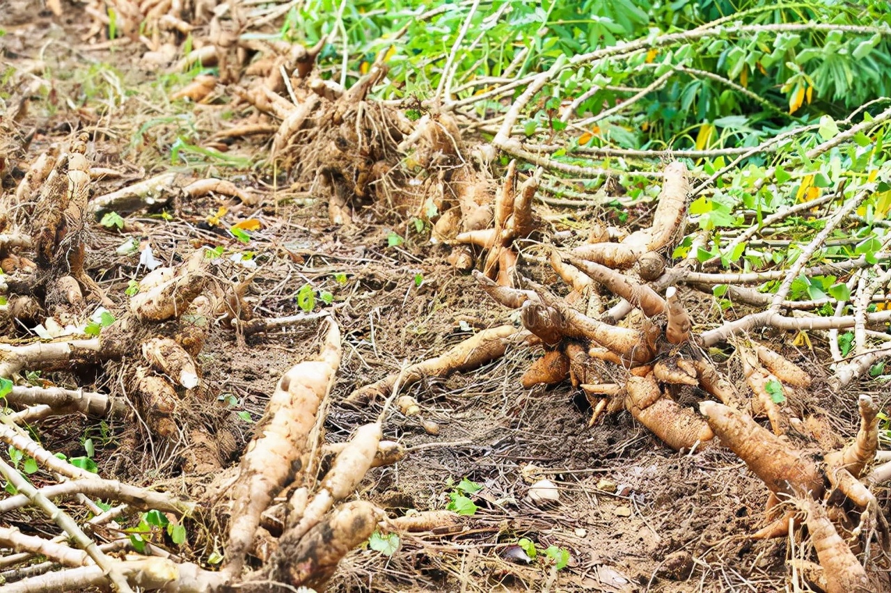 红薯粉条造假事件分析,315假红薯粉条