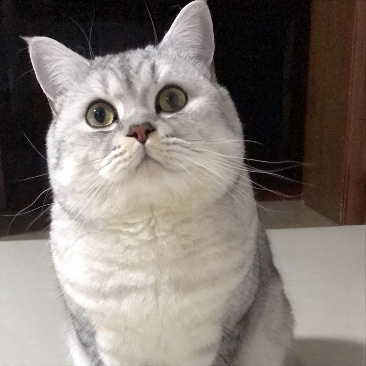 银渐层优势,银渐层战斗力为什么那么高