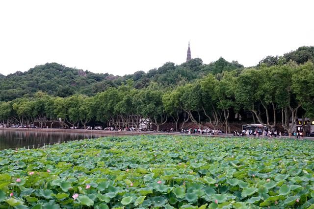 你见过这么美的西湖日落吗,看到了绝美的西湖日落