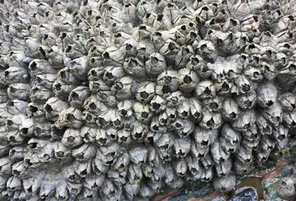 在浙江吃藤壶,还以为吞了个鬼手