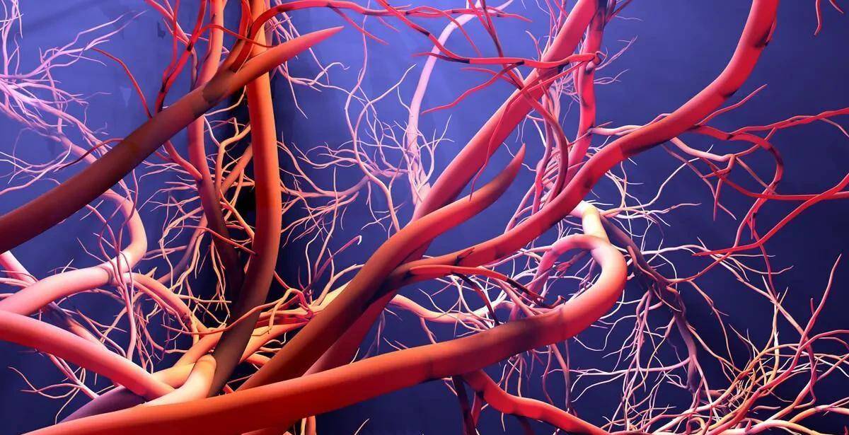 人类最有力的肌肉为什么是舌头,为什么人类最强的肌肉是舌头