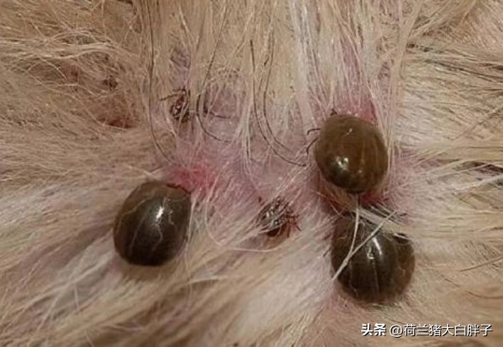 猫咪是如何感染球虫的,猫咪怎么感染蜱虫