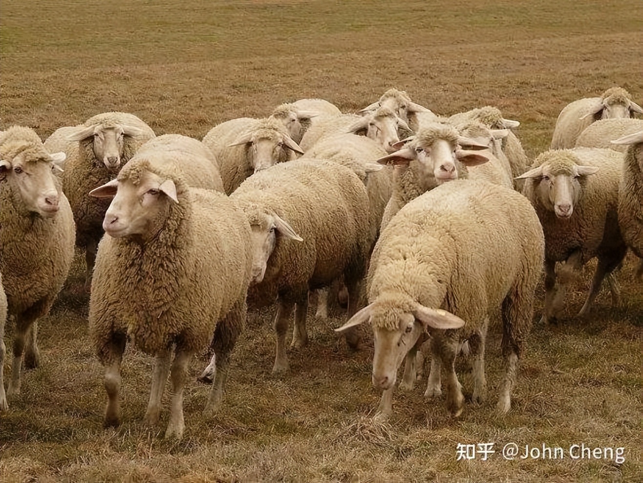 万字长文:剖析羊毛*党**的赚钱逻辑