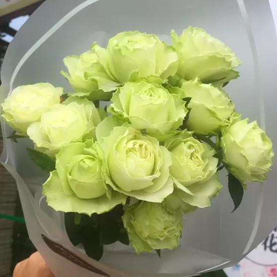 常见切花月季一览（45）