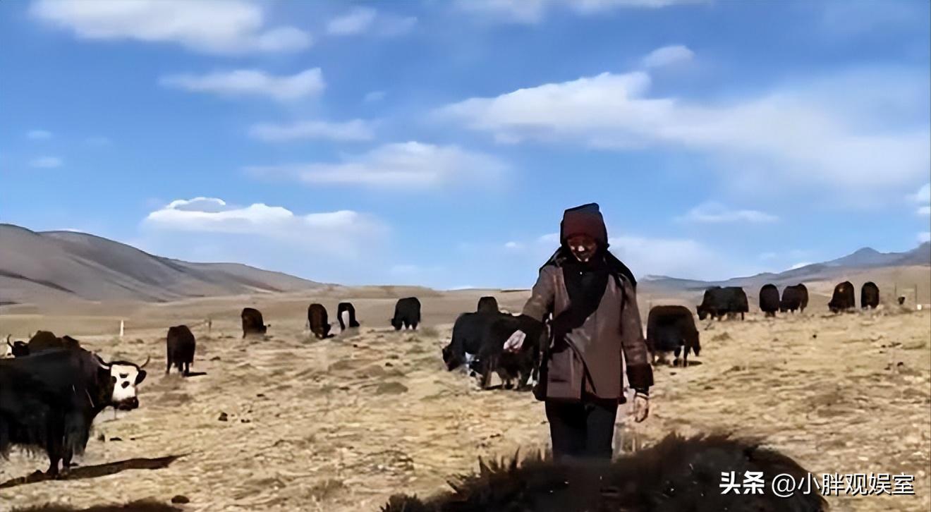 冬虫夏草做嫁妆,冬虫夏草当零食吃的