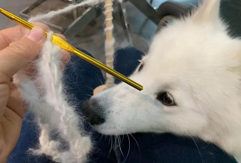 萨摩耶掉毛过程,萨摩耶铲屎官完整版