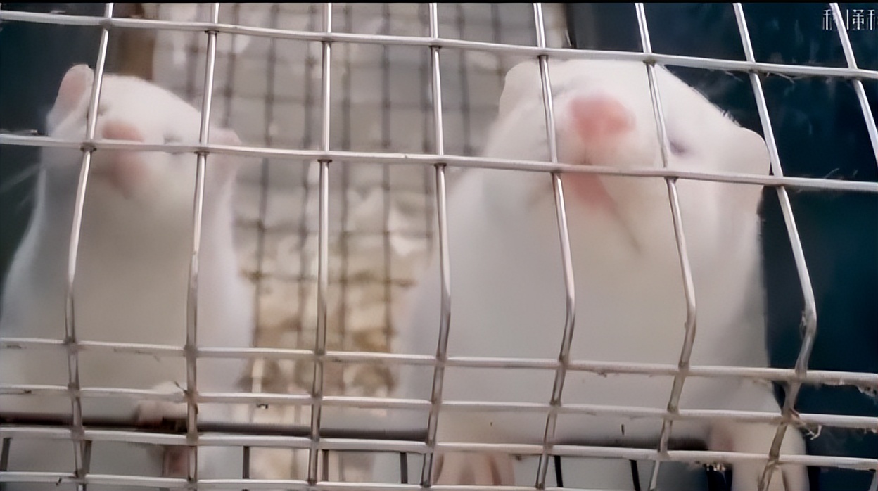 为何穿裘皮的越来越少,为什么人们穿皮草