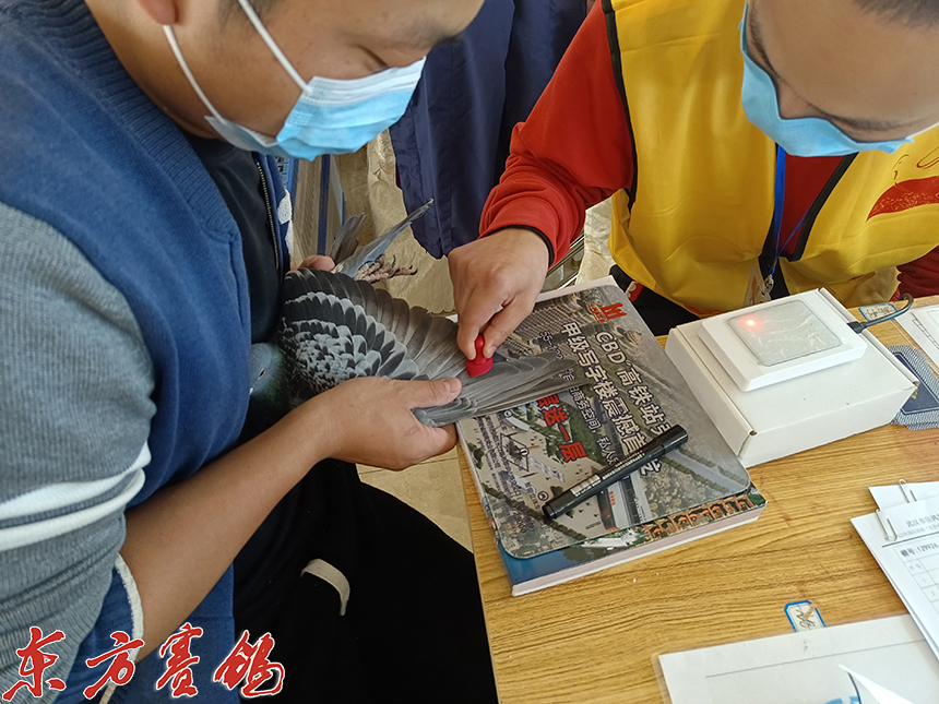 武汉福齐获奖鸽,2019武汉福齐国际集鸽名单