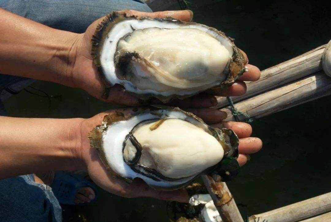 文旅月历丨初冬养膘，就到广西开吃