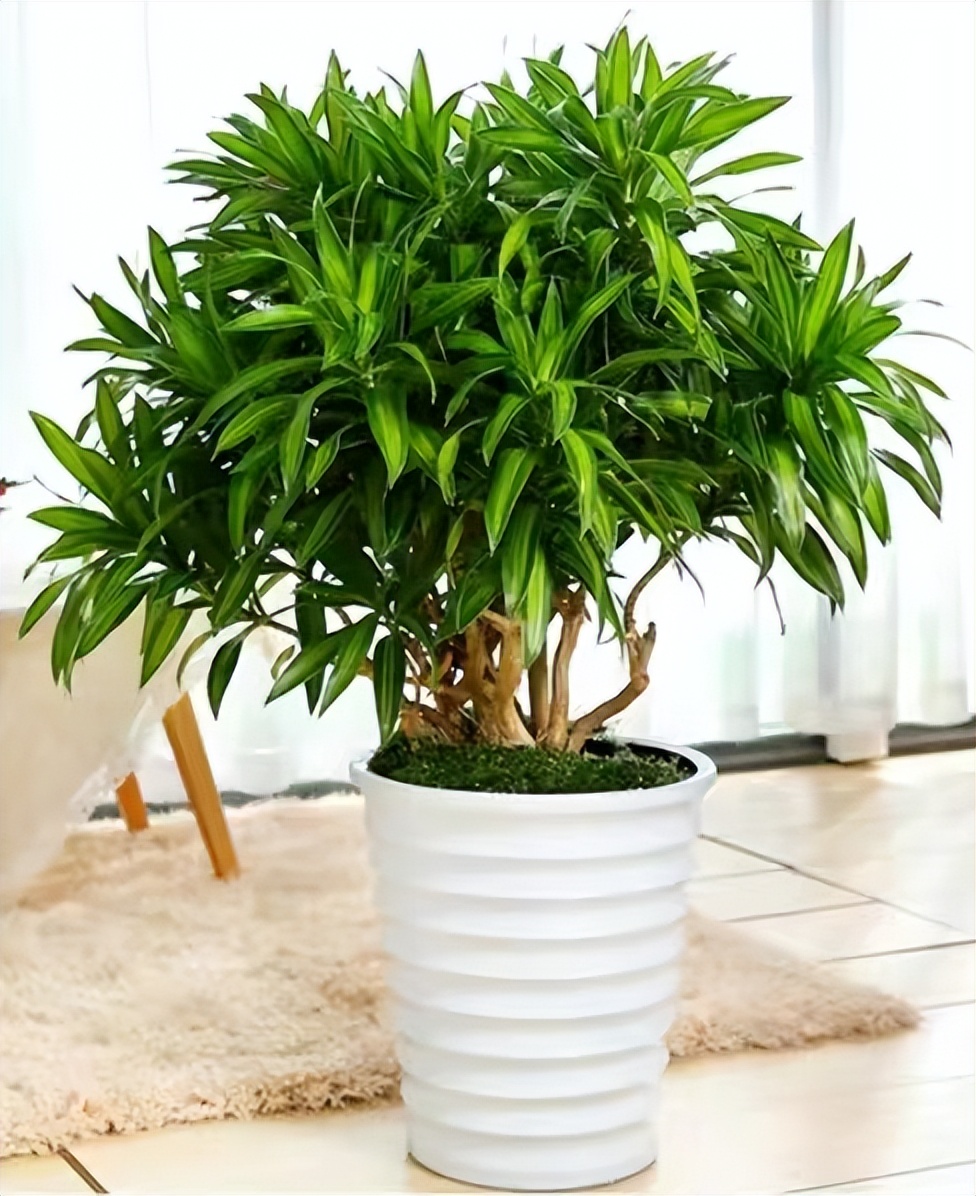 客厅大花盆栽树,100种家庭客厅盆栽树