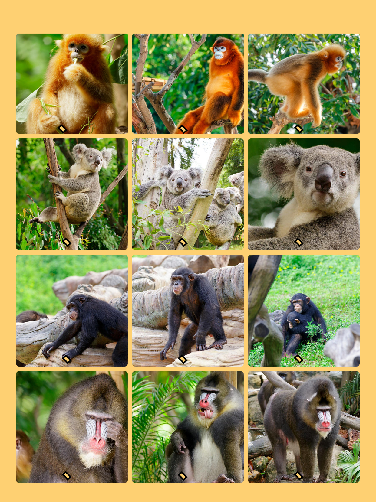 广州长隆野生动物园能寄存行李吗,长隆野生动物园行李可以寄存的吗