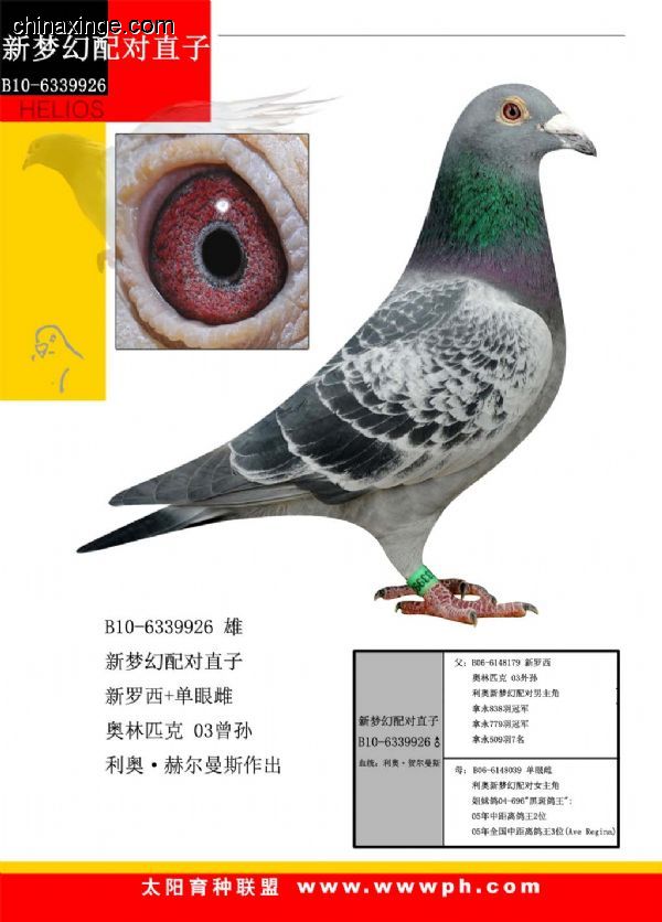 善良比利时莫里斯,比利时速度狂魔