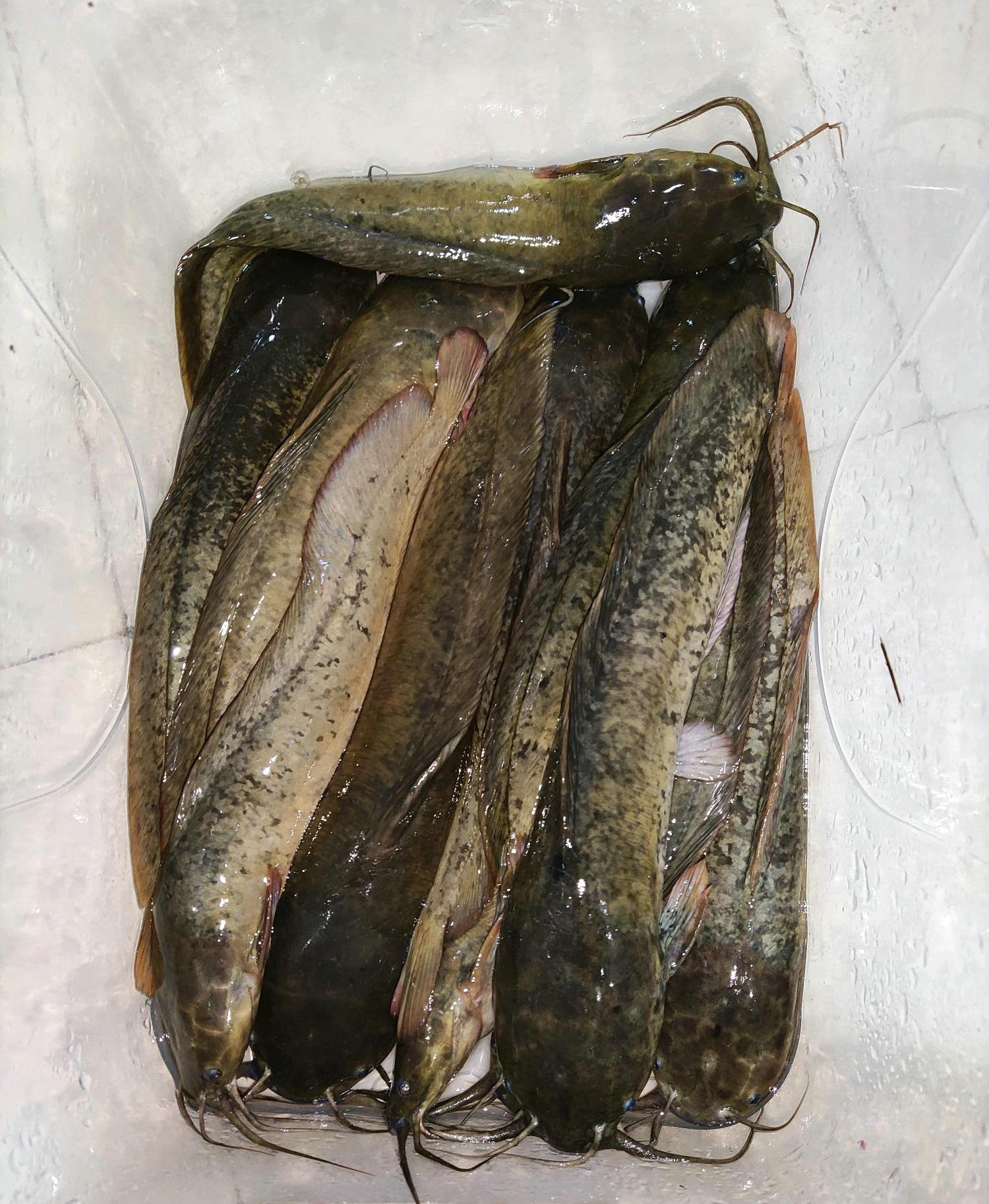 垃圾鱼钓鱼视频,垃圾塘鲺鱼