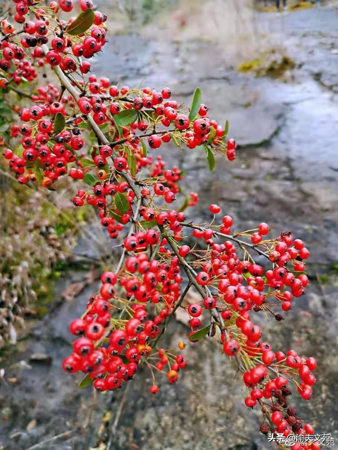 「日记里的军旅路」107:二叔的生日