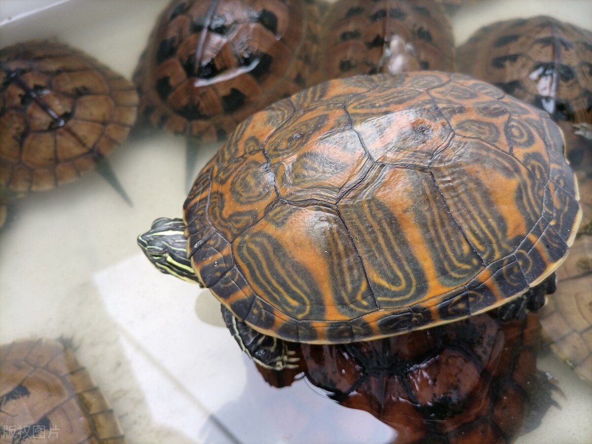 小巴西龟不喜欢吃龟粮喜欢吃蚯蚓,从土里挖出来的蚯蚓巴西龟能吃吗