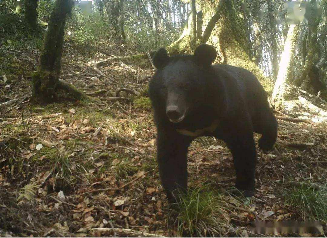 黑熊袭击如何自救,山上遇见黑熊怎么自救