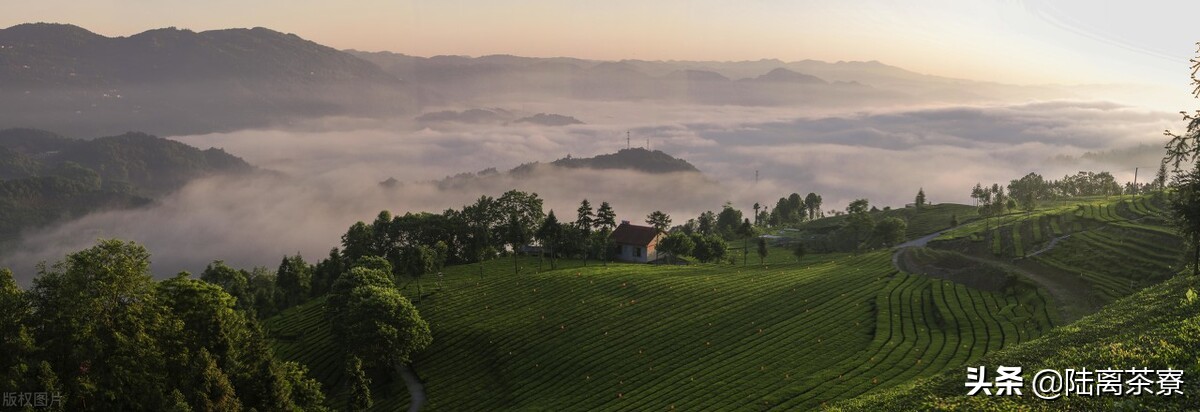 普洱古树茶是不是树龄越大越好喝,古树茶树龄越大芽头越小