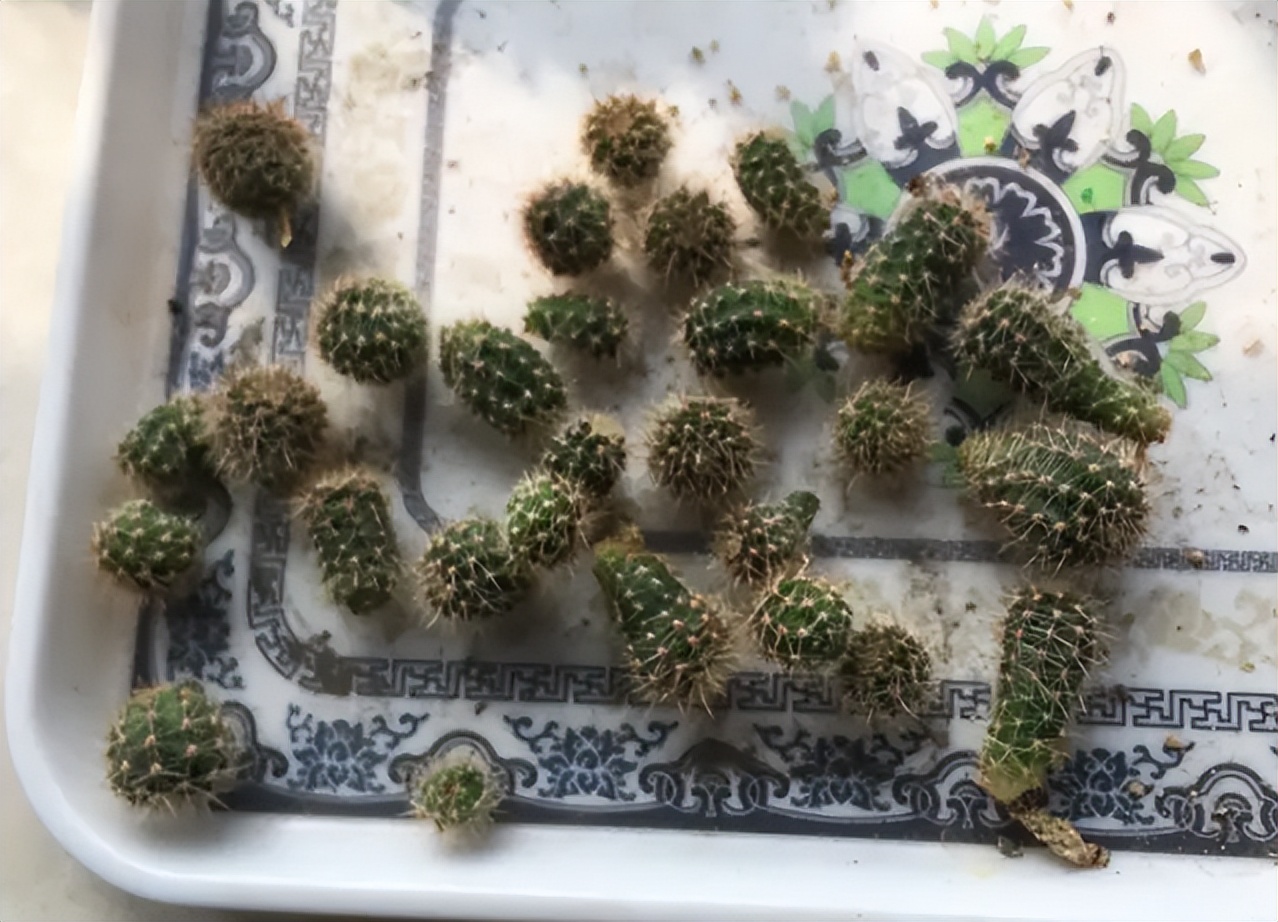 仙人球换盆的正确方法,仙人球换盆最佳方法