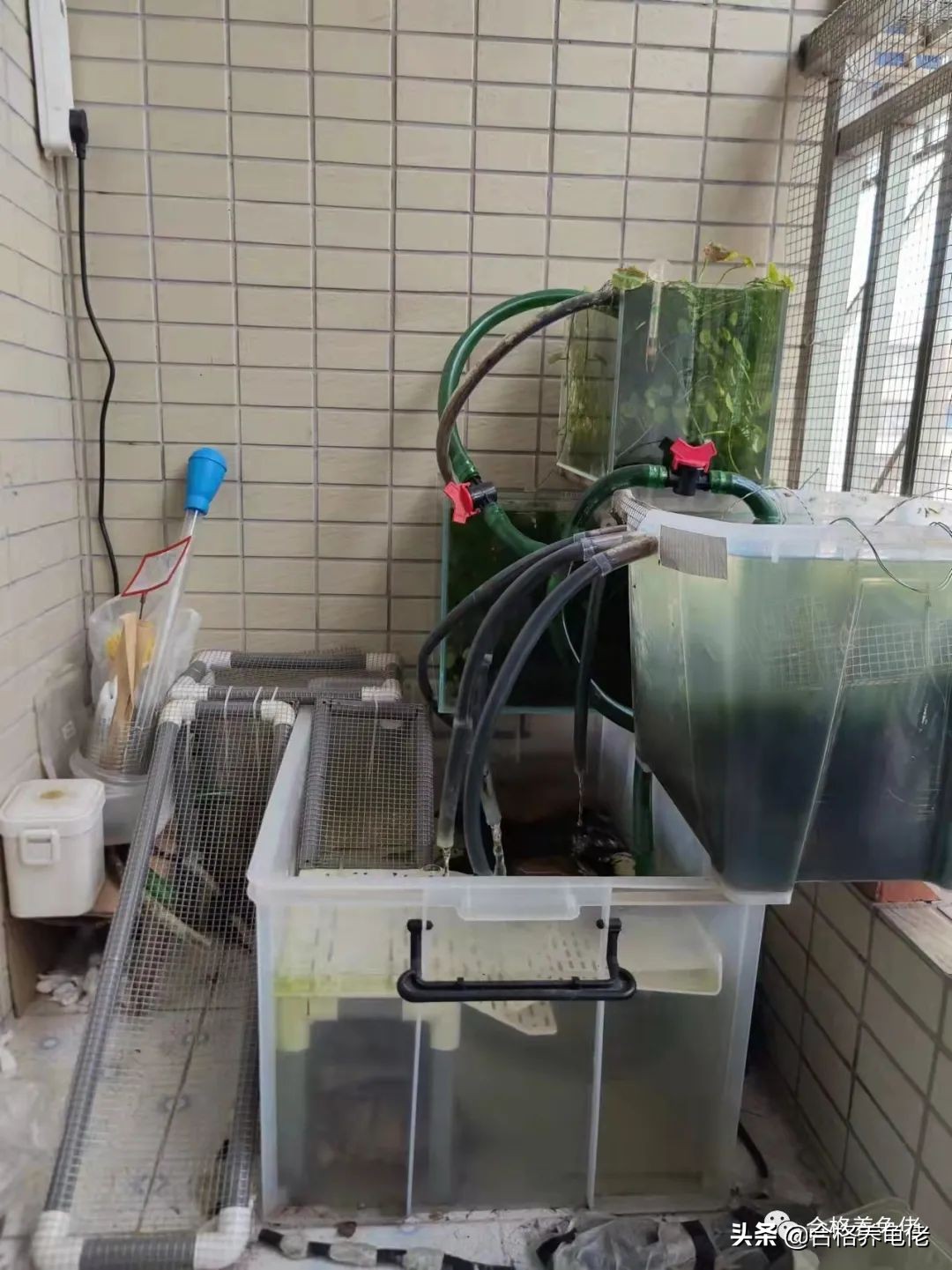 新手养小龟苗要注意什么,养殖龟苗要怎样喂食才合理