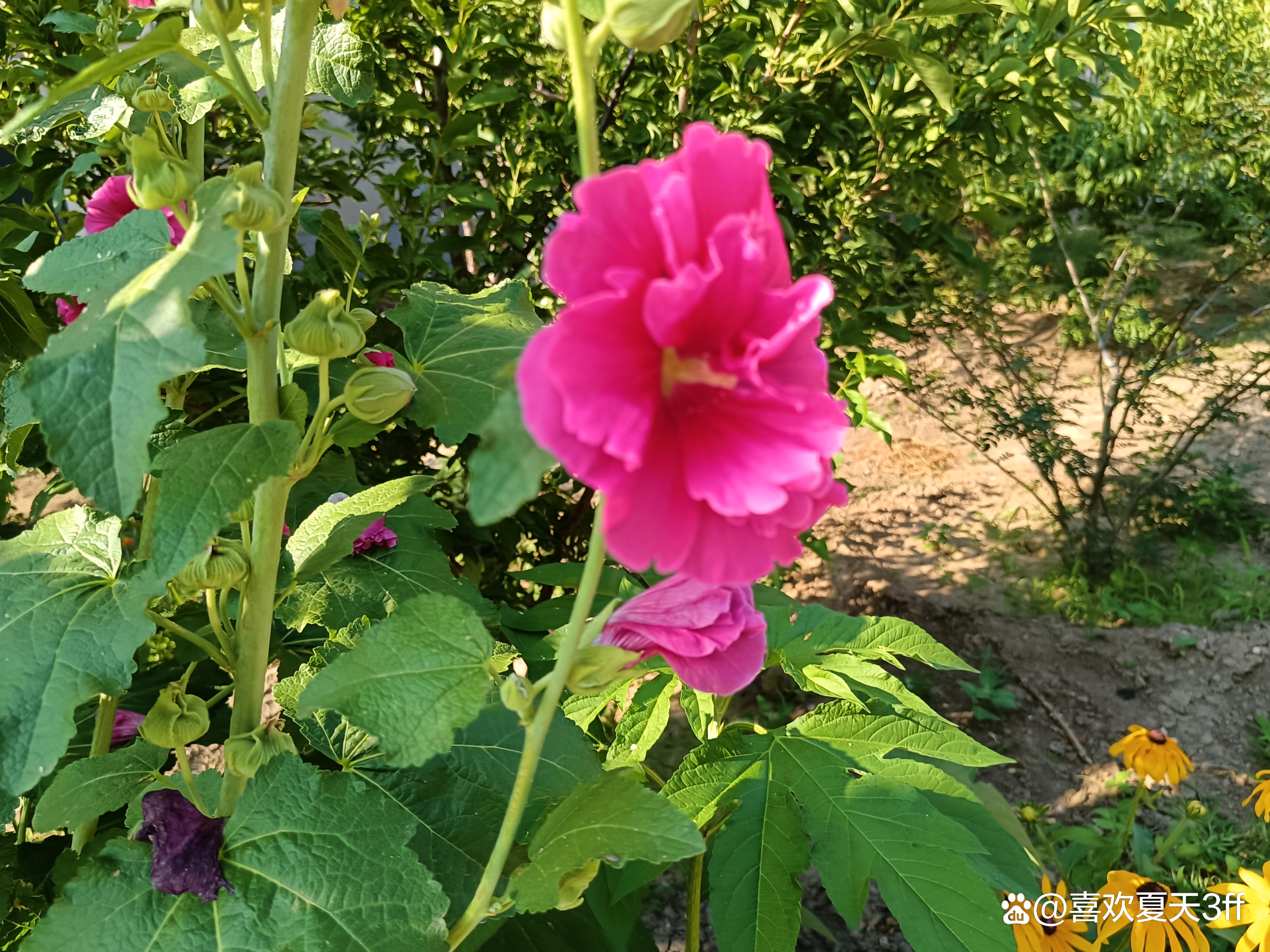 初秋时节鲜花盛开姹紫嫣红,花开初夏花香四溢