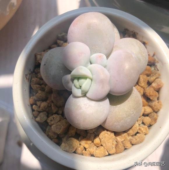 春天买的多肉怎么养,春天买多肉怎么放