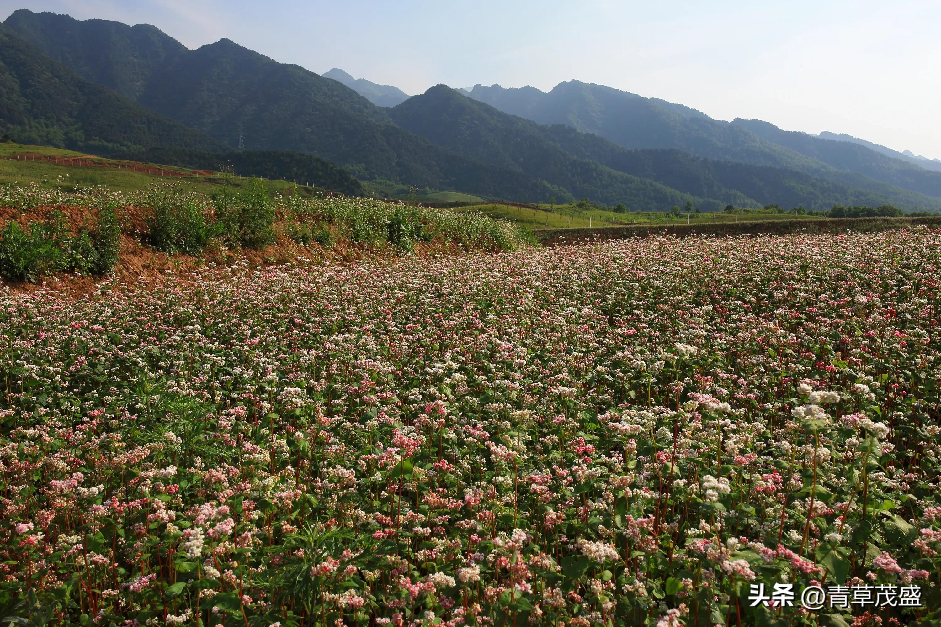 西安蓝田荞麦岭景区,蓝田荞麦岭日出美景视频