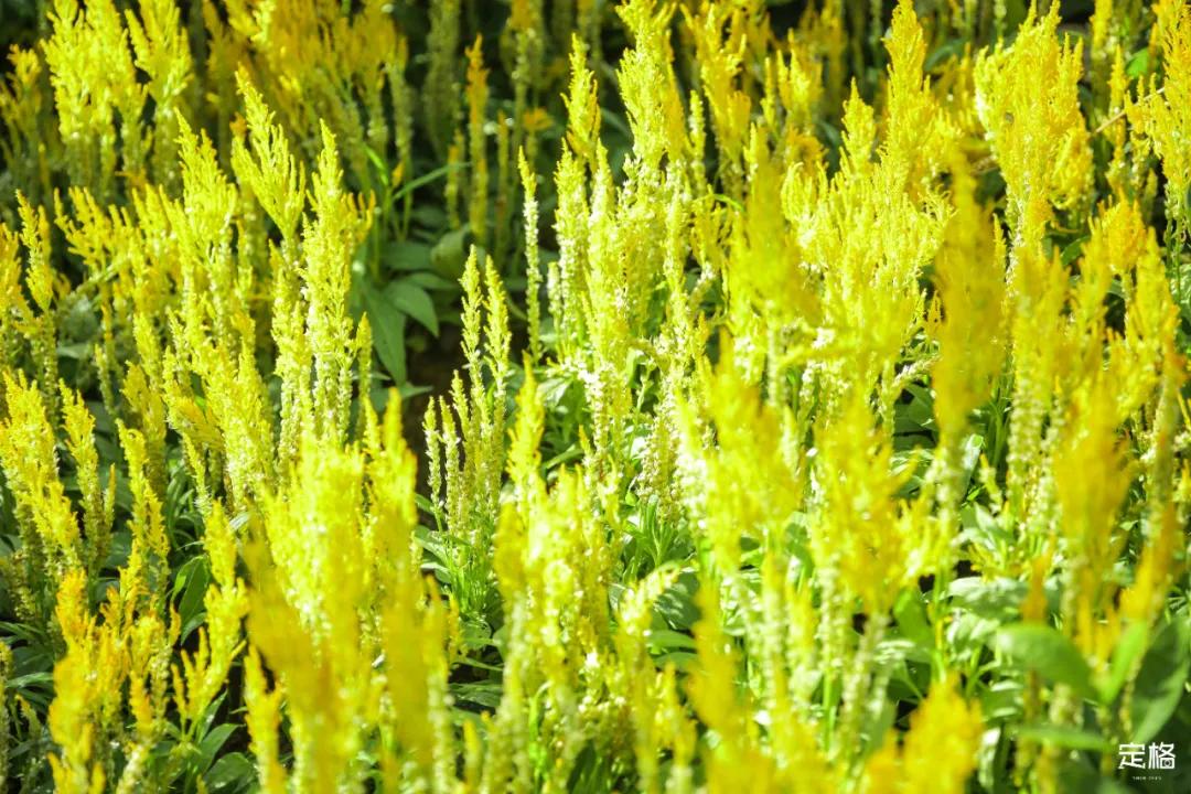 深圳百米长「纯白登山梯」，打卡绝了