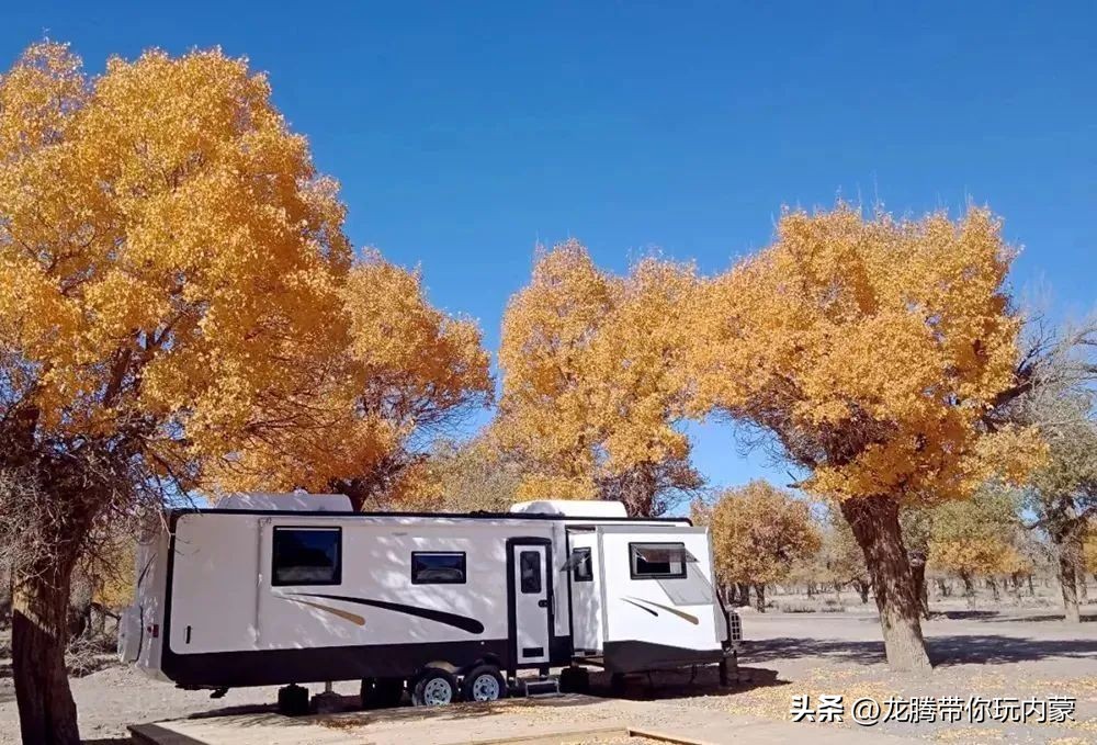 初秋额济纳胡杨林风景,额济纳秋天美景