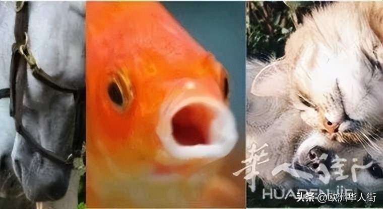 意大利养狗法律法规,意大利动物保护法