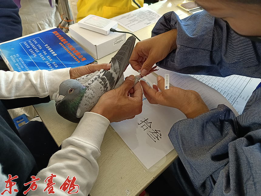 武汉福齐获奖鸽,2019武汉福齐国际集鸽名单