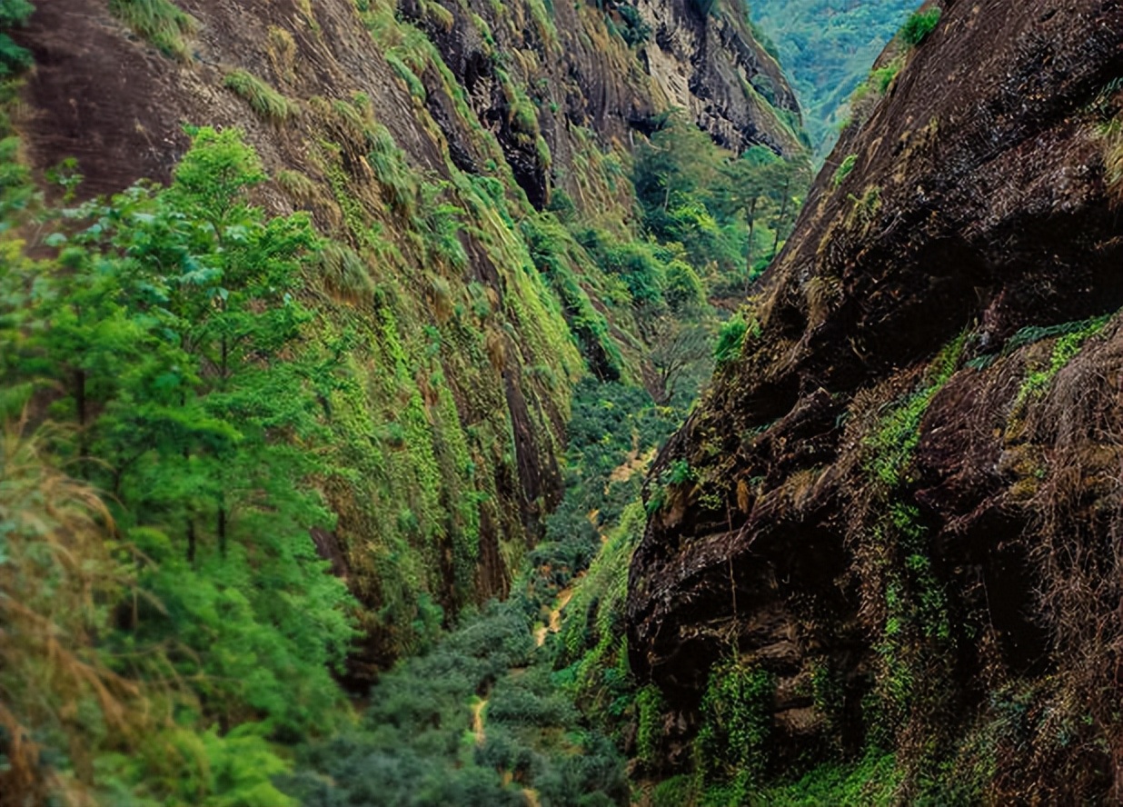 曦瓜武夷岩茶典藏版条装大红,曦瓜岩茶主打产品
