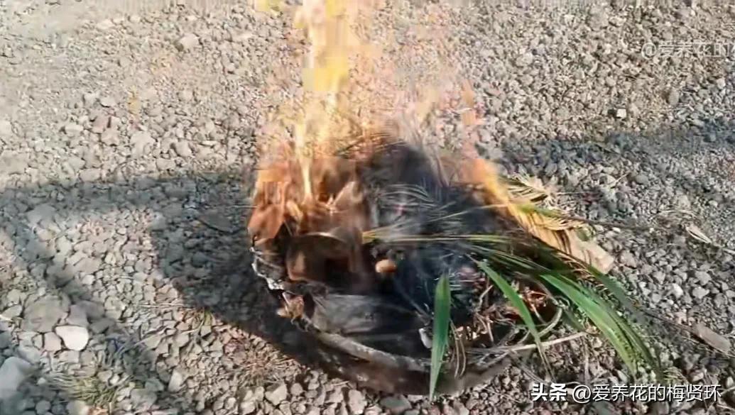 兰花拉丝病后期什么颜色图片,兰花拉丝病的症状和治疗方法