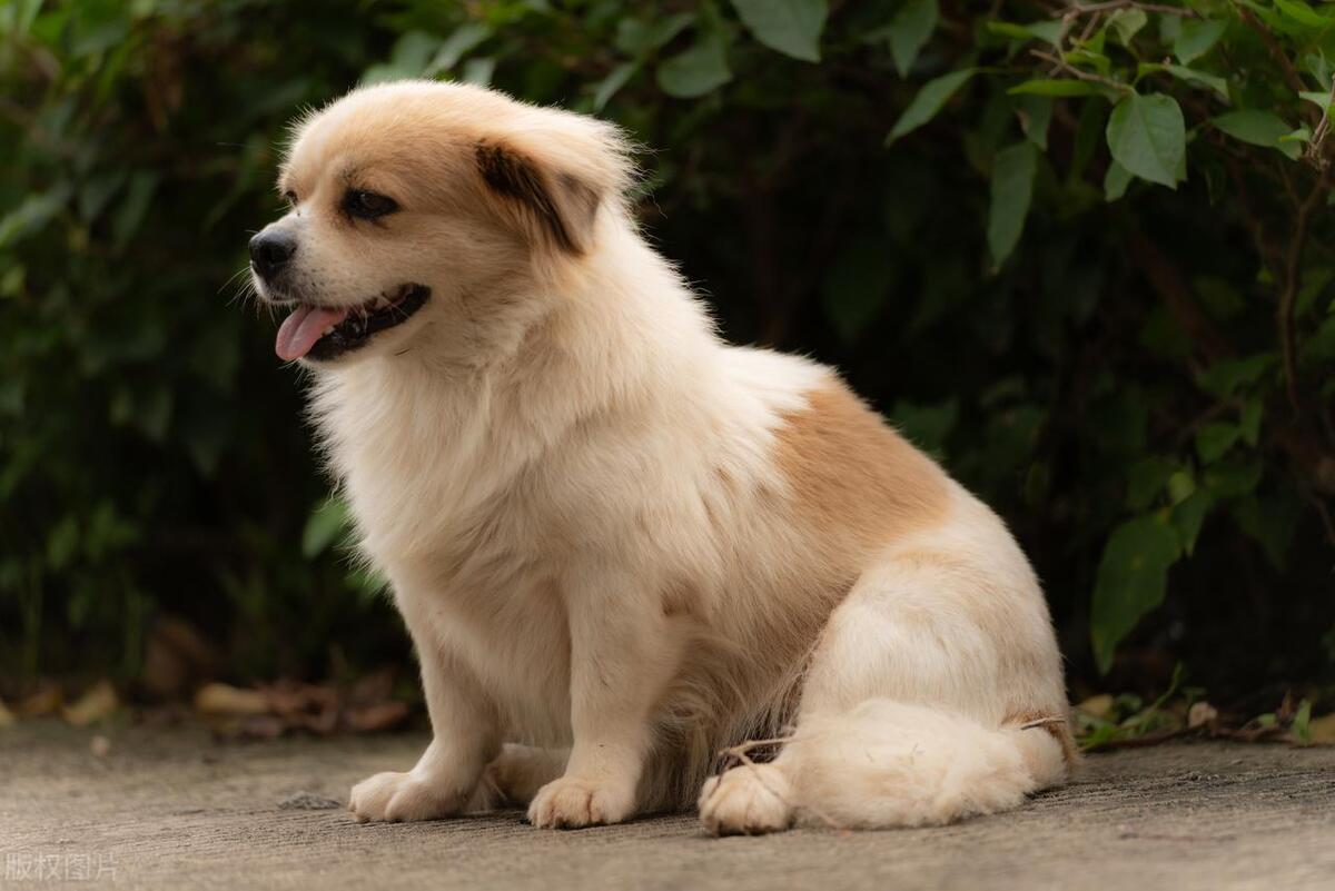 怎么聊关于狗的话题,如何讨论狗的话题