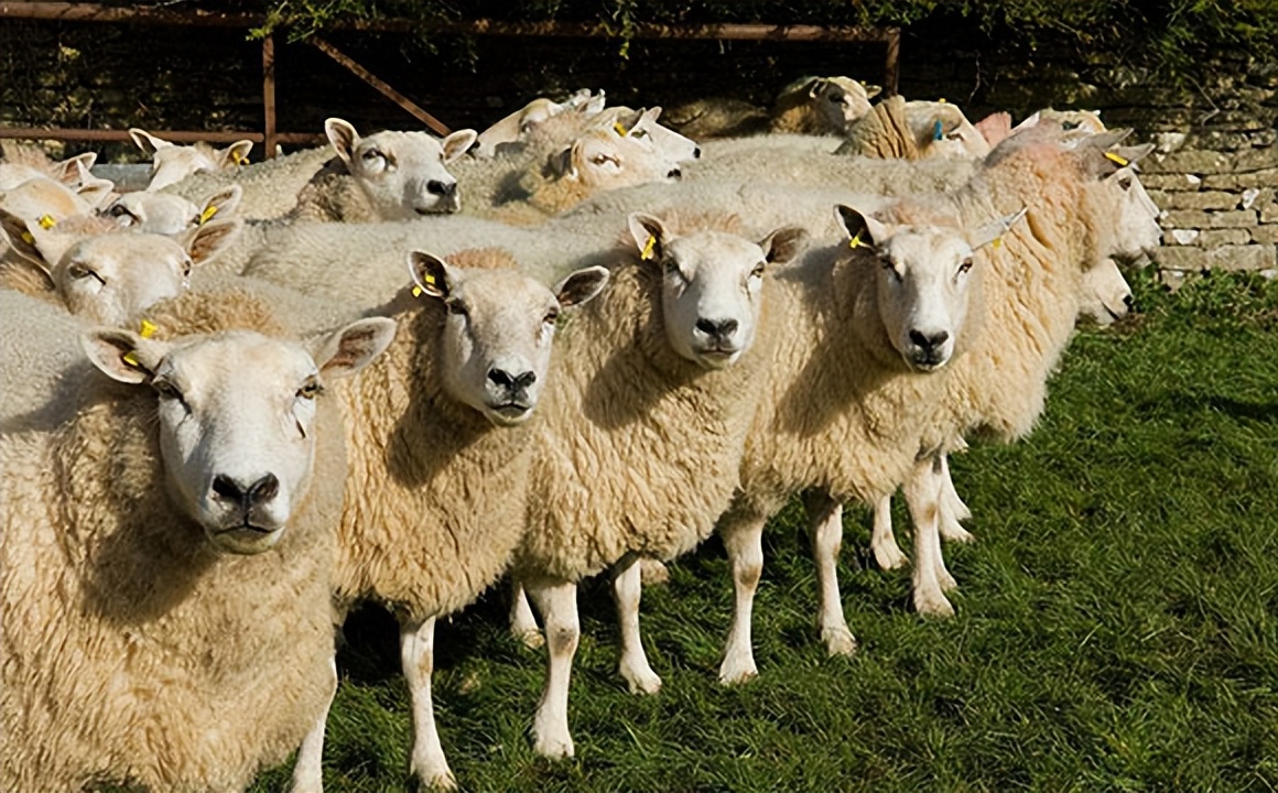 母羊弓背怎么治疗,母羊弓背怎么回事