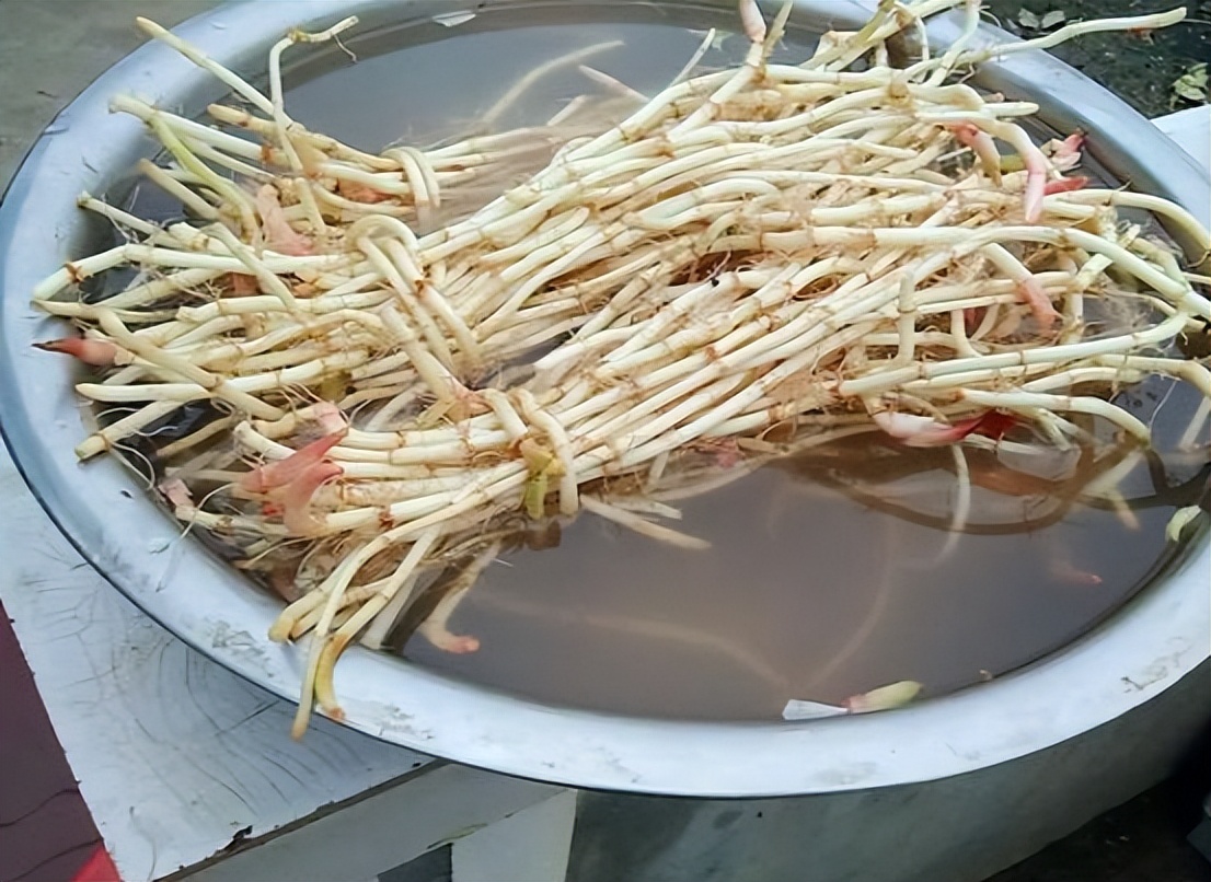 鱼腥草含一级致癌物，伤肾还致癌？折耳根还能吃吗？过度解读了！