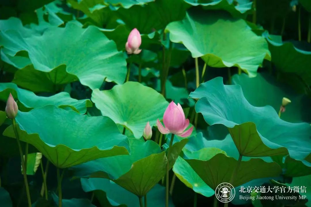 交大很拼暑期在校最全指南来了,上海交大医学院暑假安排