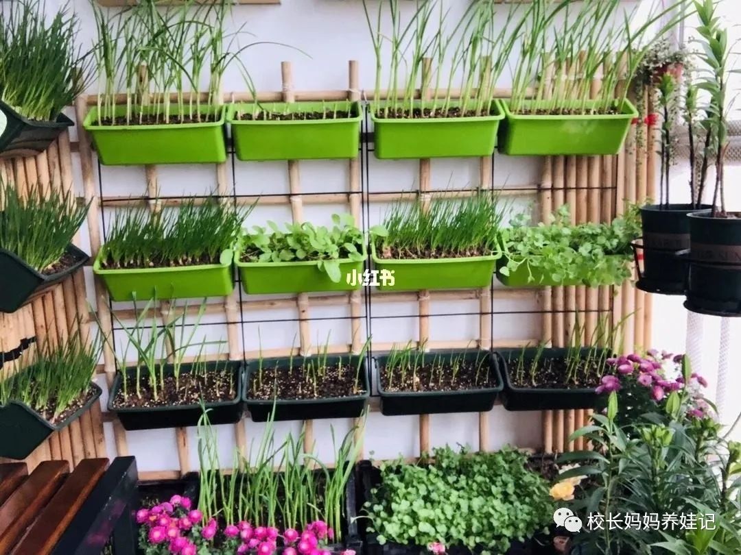 关于春天种植的英文儿歌,英文种植儿歌