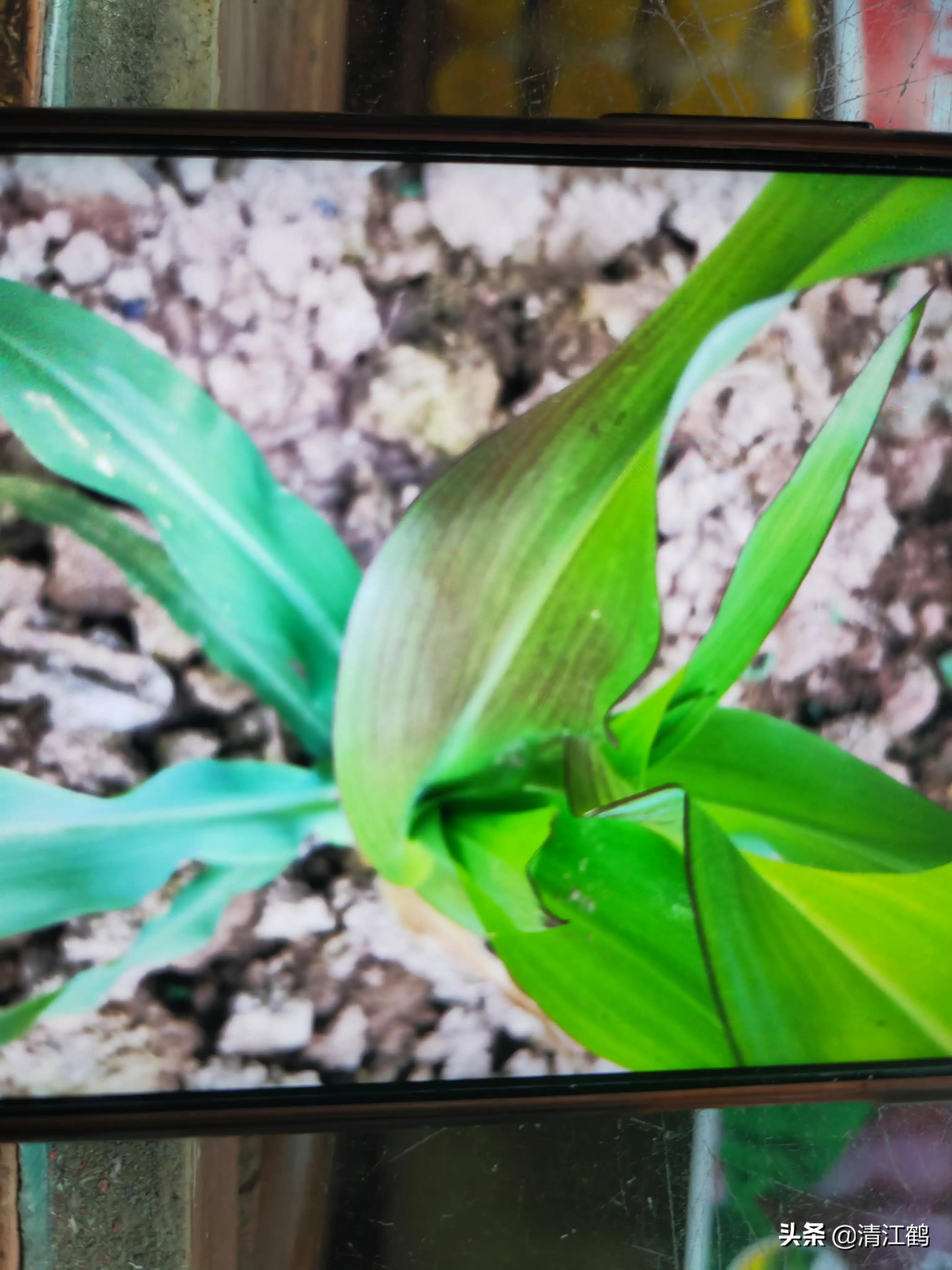 玉米苗红发紫最快解决方法是什么,返青时小麦黄什么原因