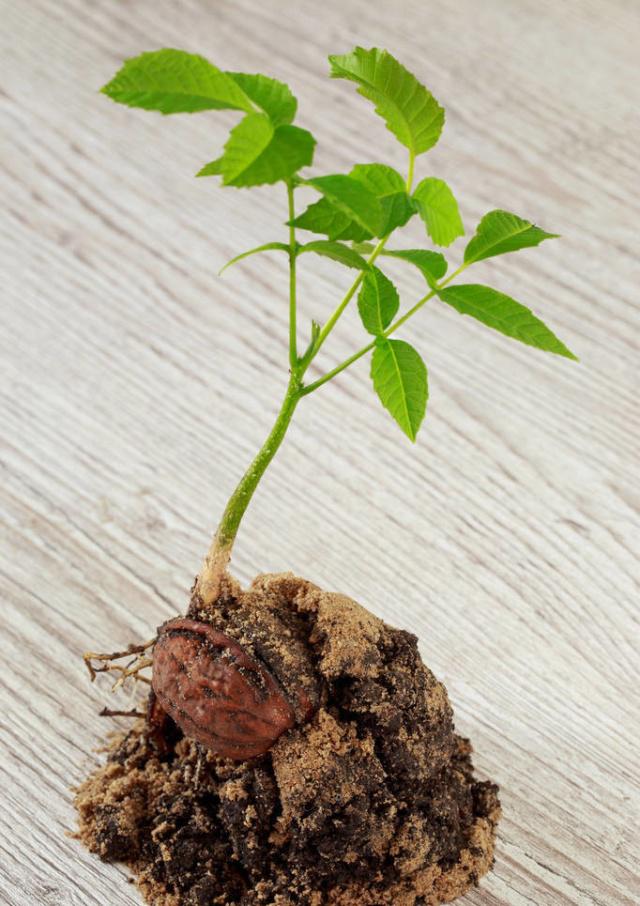 核桃种子怎么种植,核桃种子育苗时是哪端朝上