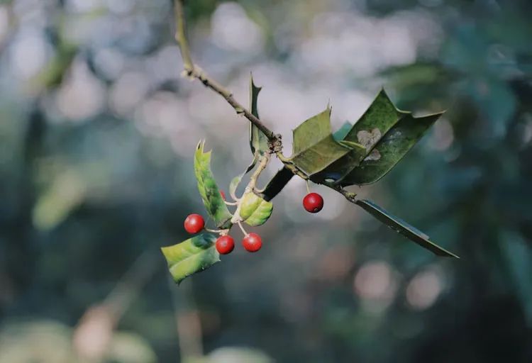 兔年取什么名字最好,兔年宝宝名字推荐