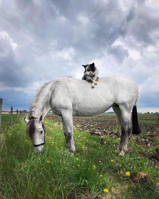 边牧和澳牧的混血狗狗,漂亮狗狗澳牧