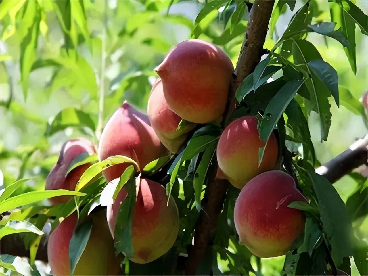 床上有跳蚤应怎么处理,床上出现跳蚤怎么解决