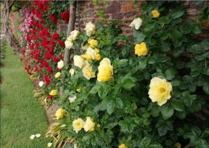 法国玫瑰花园,法国玫瑰花香沐浴露正品