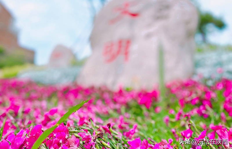 蓝田荞麦花海和高山草甸,西安荞麦花海旅游