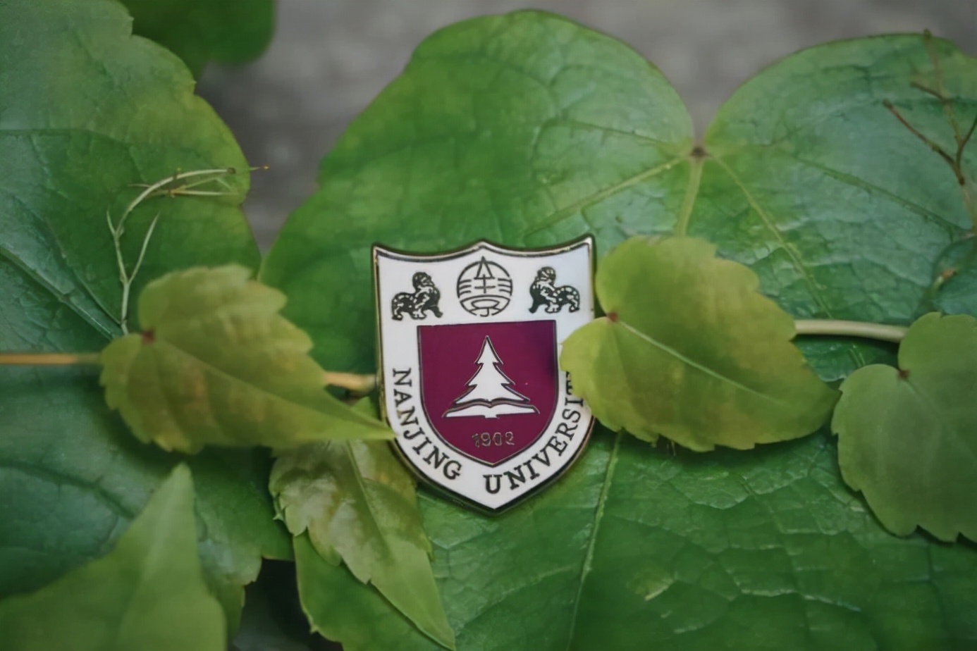 北京大学毕业生都去了什么地方,北京大学毕业生去向报告