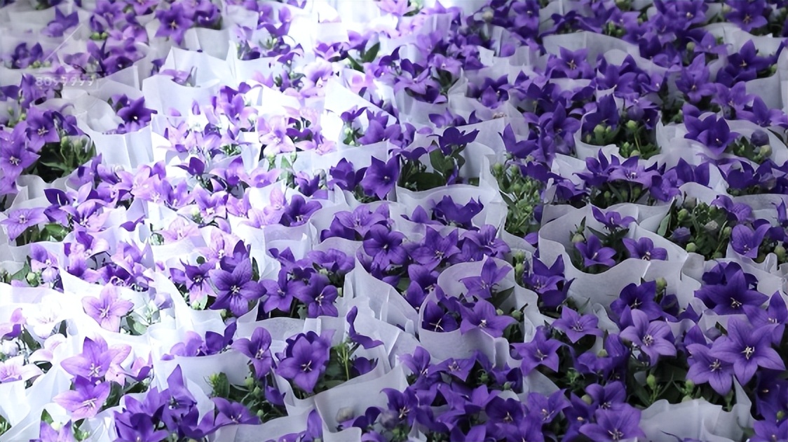 昆明滇池的爱情故事,昆明巷里的爱情故事